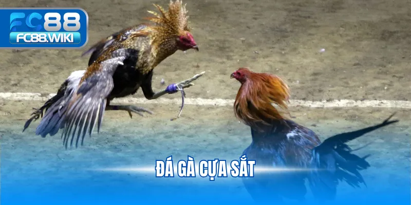 đá gà cựa sắt