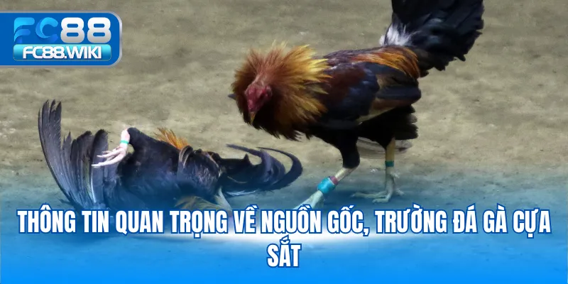 Thông tin quan trọng về nguồn gốc, trường đá gà cựa sắt
